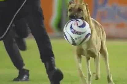 Dog