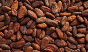 COCOA PRICE ESCALATE AT THE WORD MAEKET