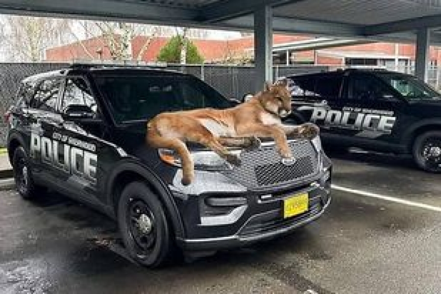 POLICE & THE LION