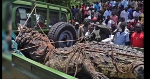 CROCODILE NAMED OSAMA KILLED BY 50 MEN VIGILANTE